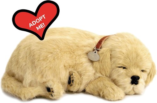 Golden retriever il - golden,