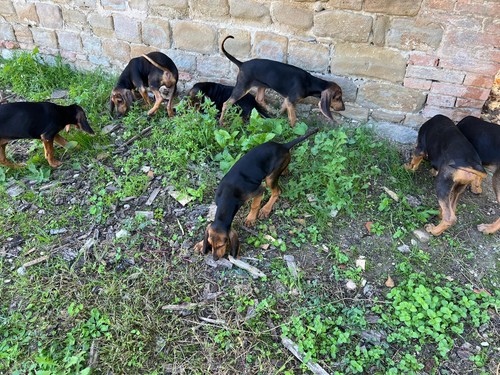 Cuccioli cane nero - di,